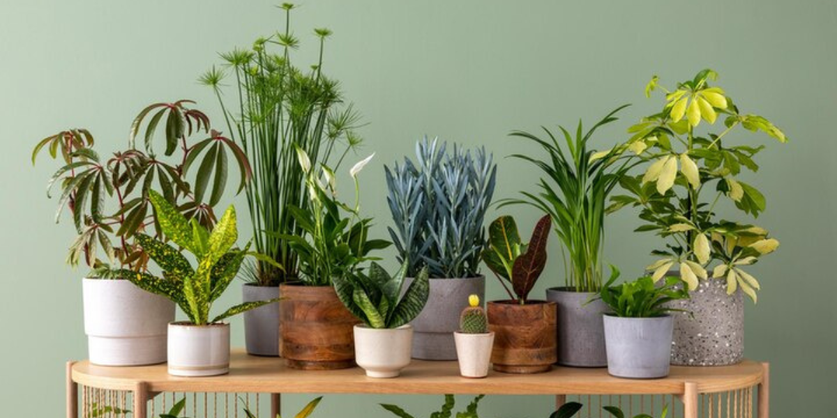indoor-plants.png